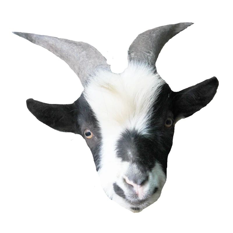 Robin the billy goat