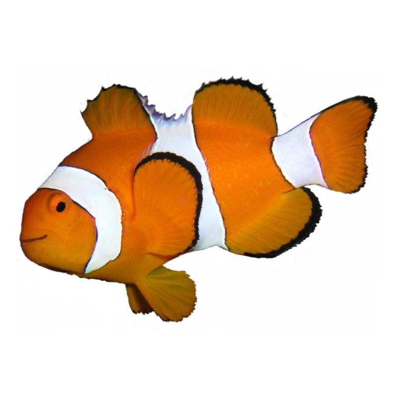 fisch1