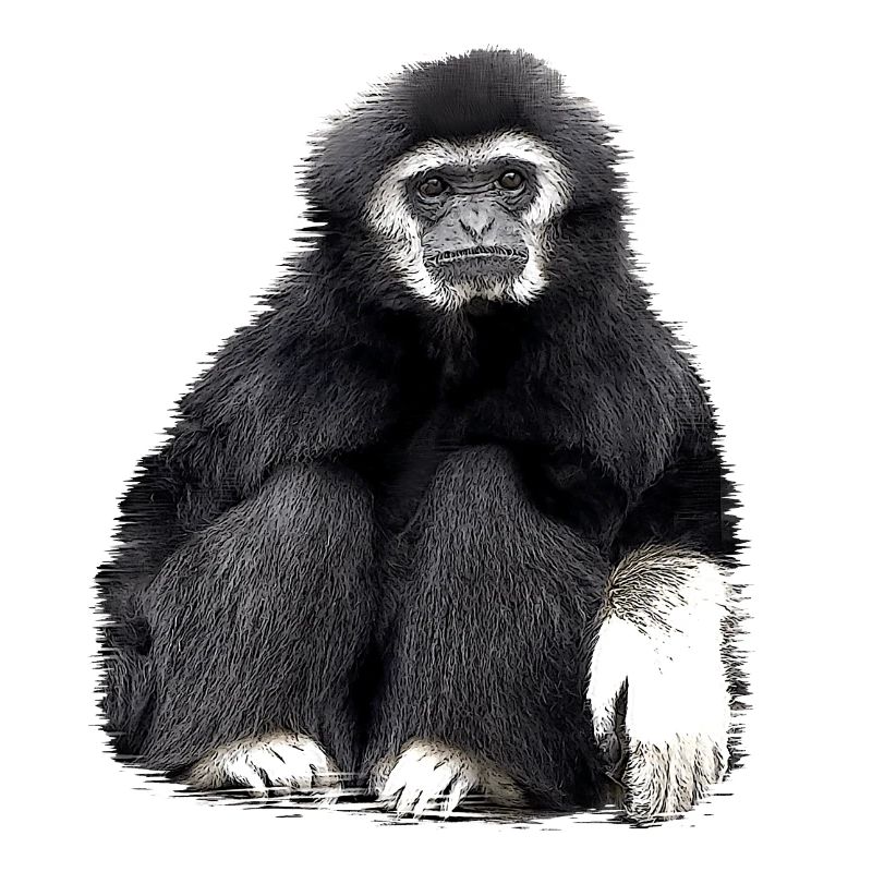Gibbon Affe schwarz