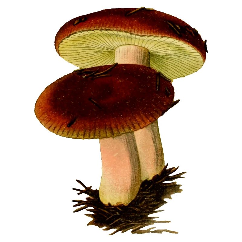 champignons champignons vegetables126 veggie veggie champignons