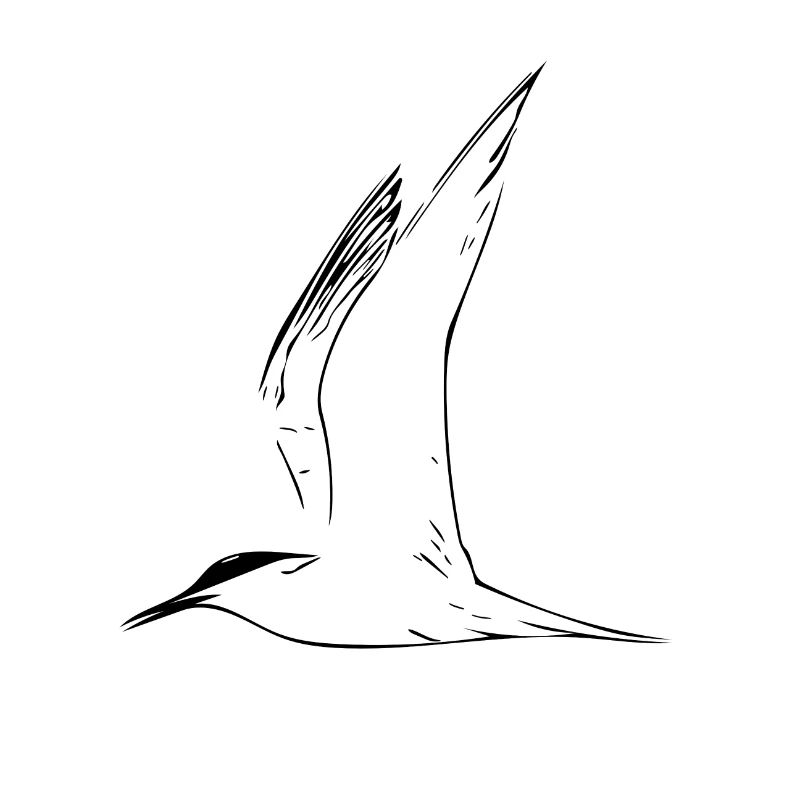 mouette
