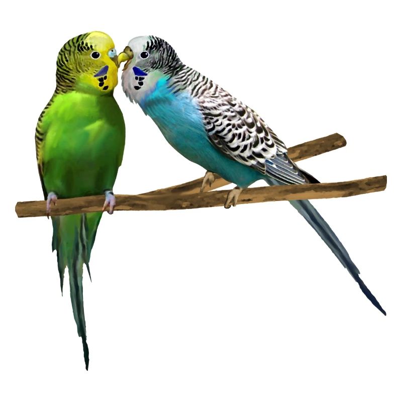 beaking budgerigar, bird pet, lover