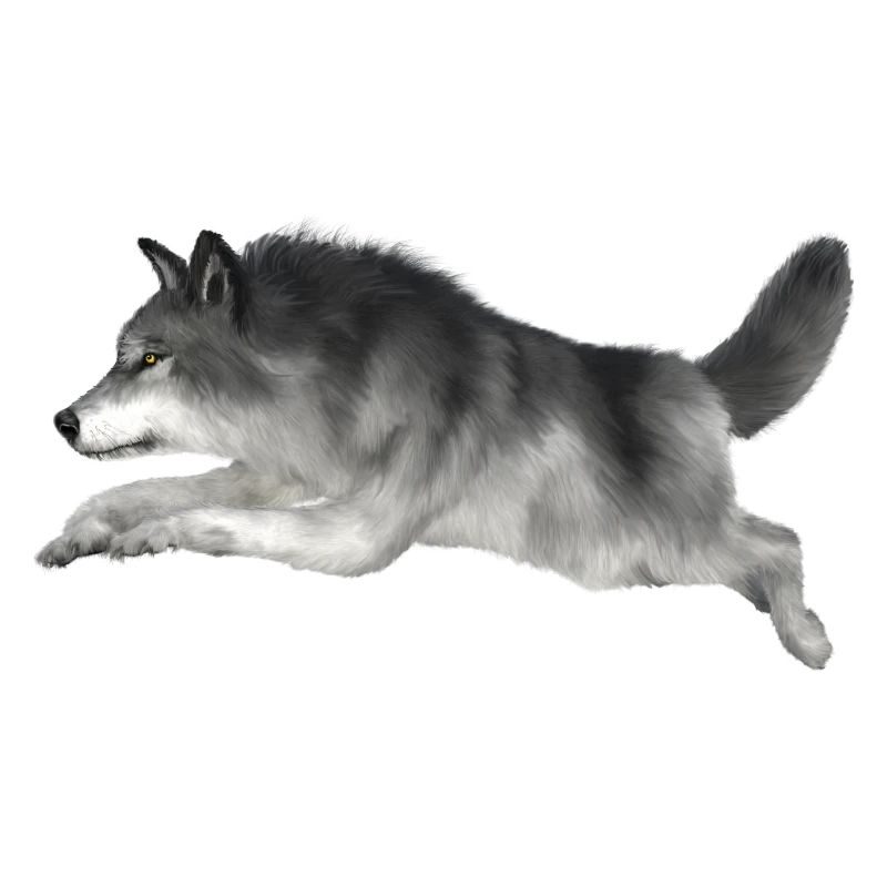 Grey wolf runs