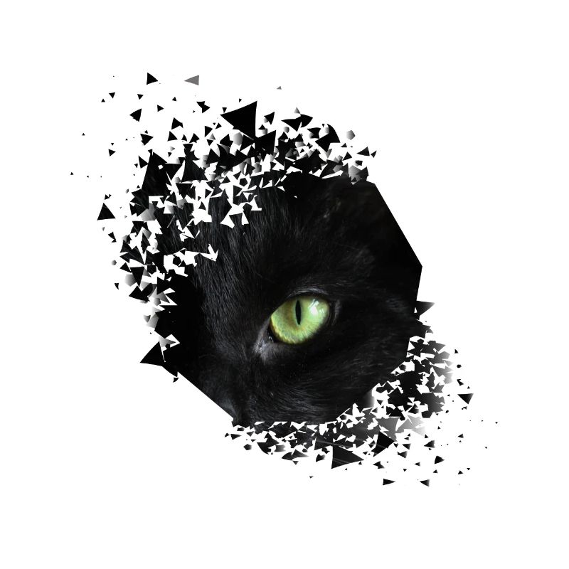 Oeil de chat chat chat propriétaire minou chaton