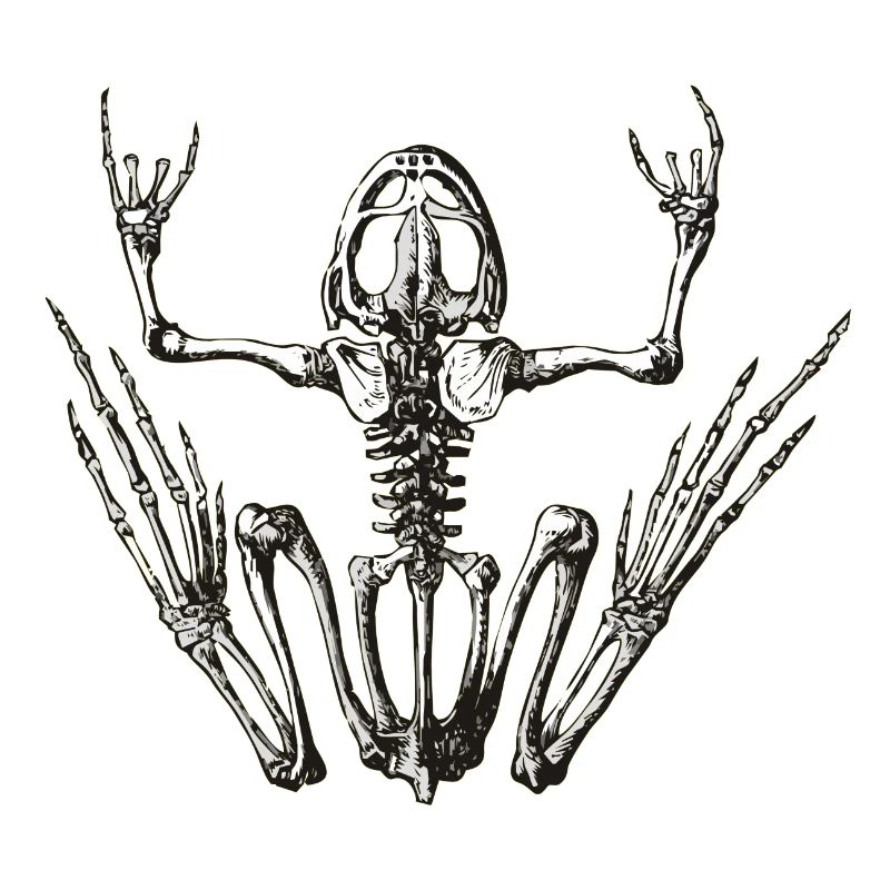 rockfrog