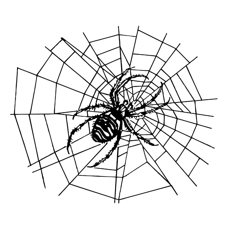 Large spider in the web | Cross spider | spider