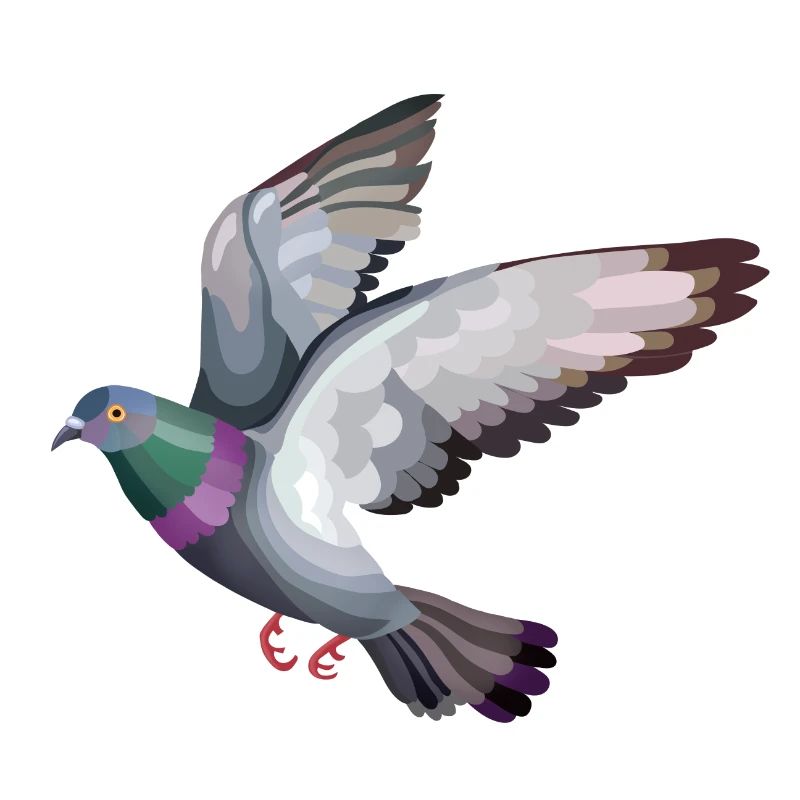Taubenfliegen