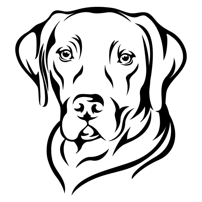 Labrador 2
