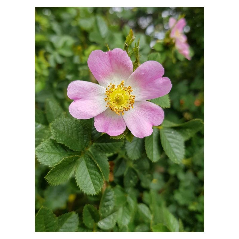sweet briar also eglantine rose Weinrose
