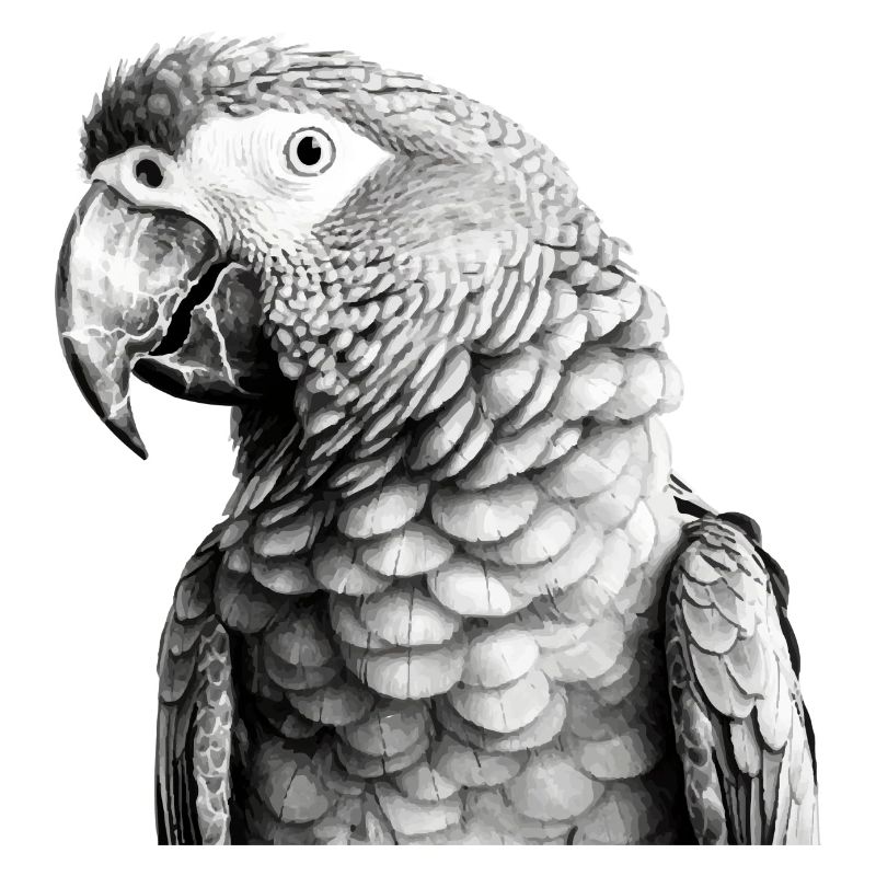 Parrot in pencil