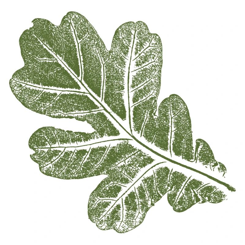 Eichenblatt - Blatt/ Eiche Khaki