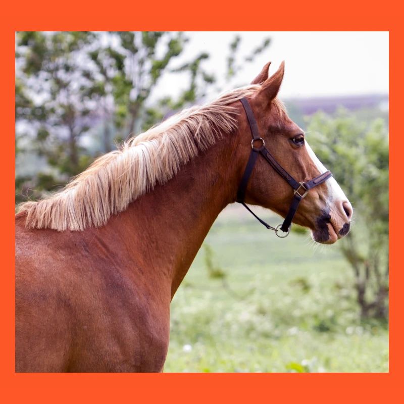 Cheval. Cheval.
