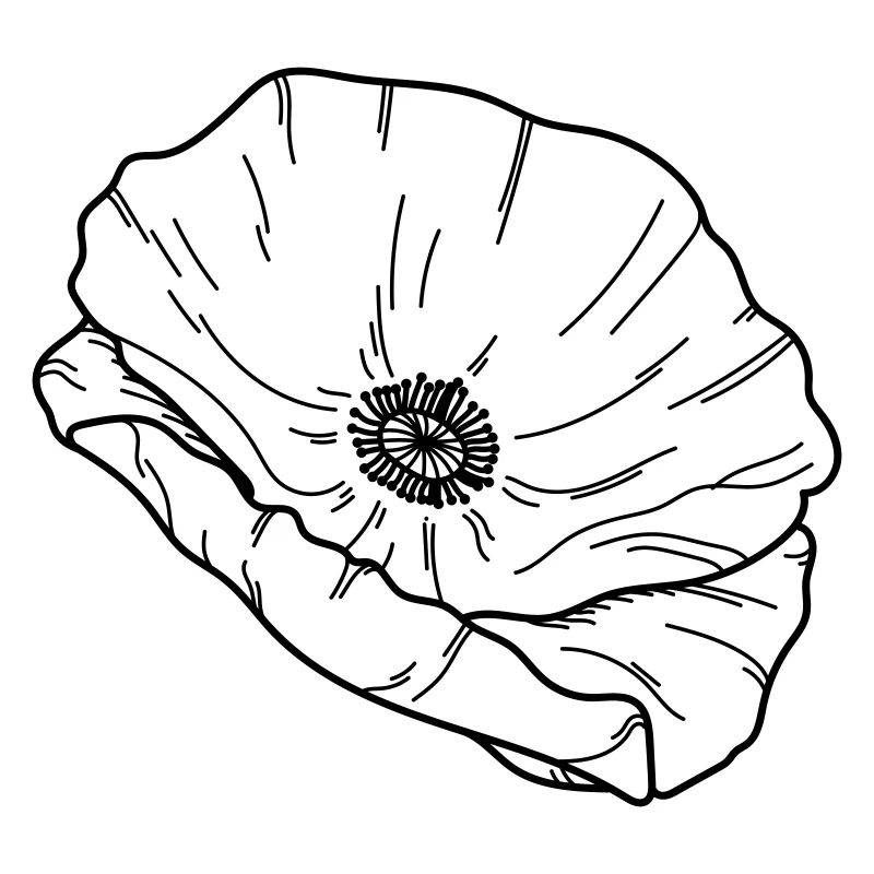 Fleur de pavot Fleur