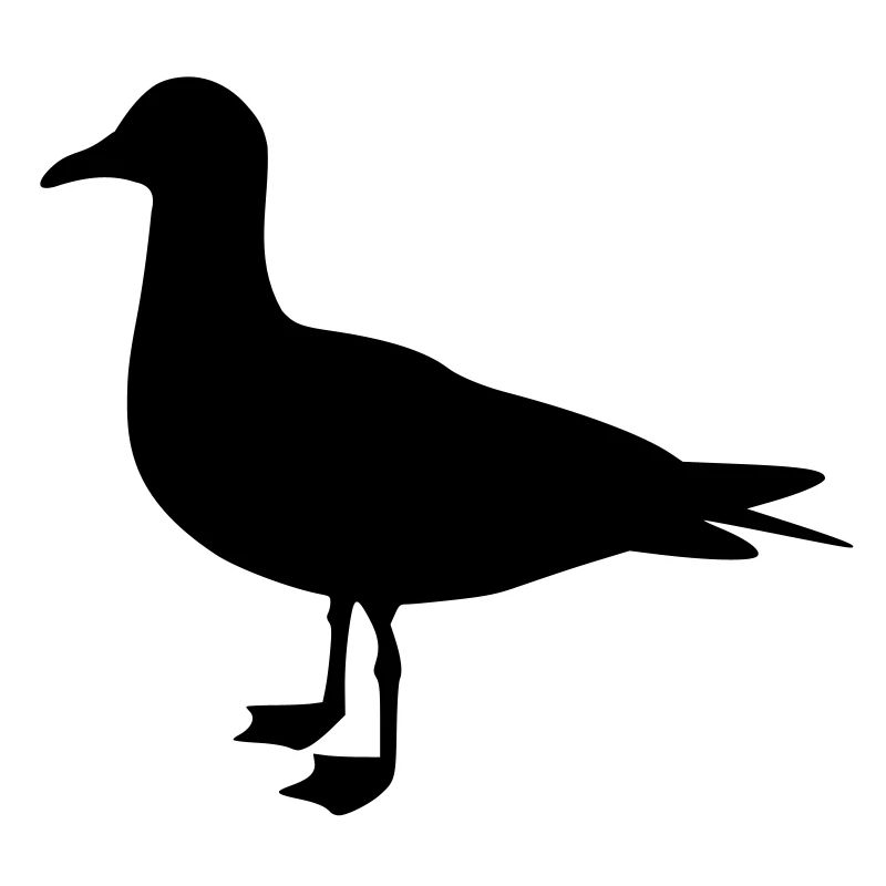 Seagull