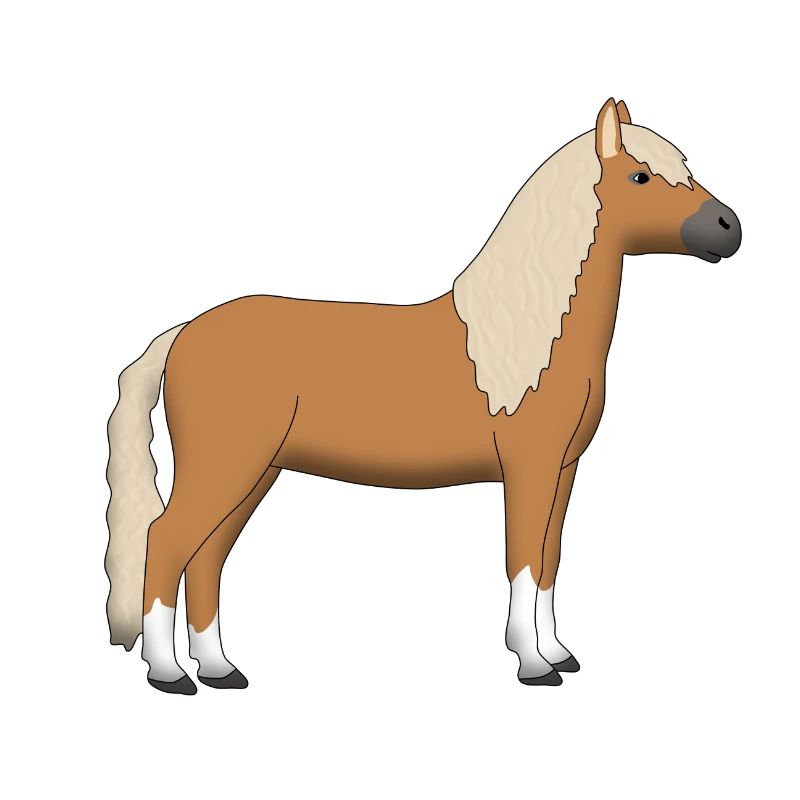 Haflinger