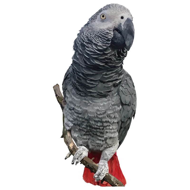 Grey parrot