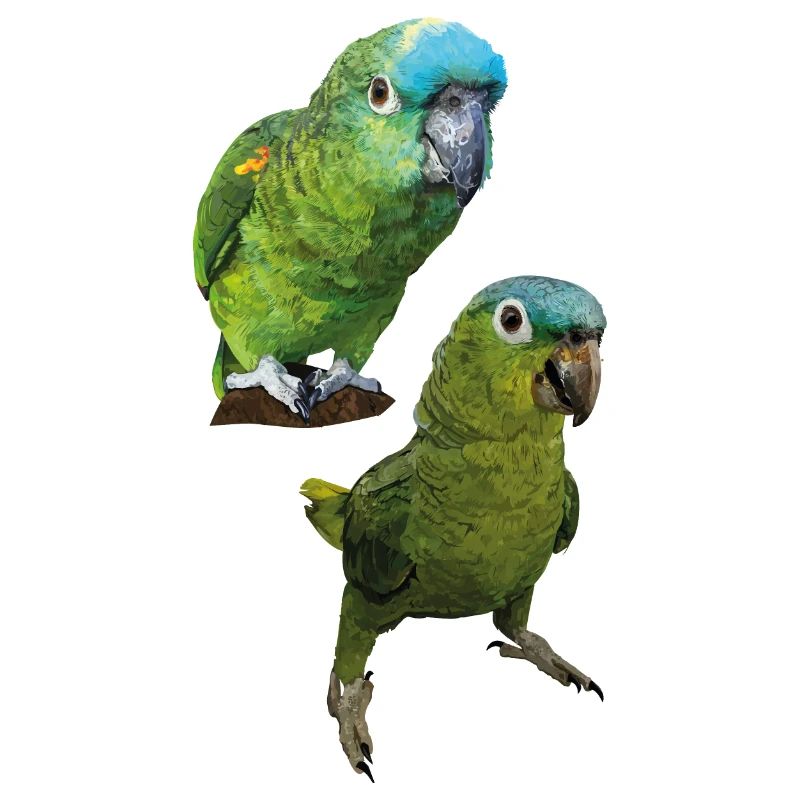 Amazon parrots