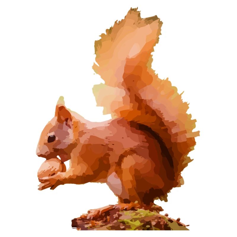 squirrel