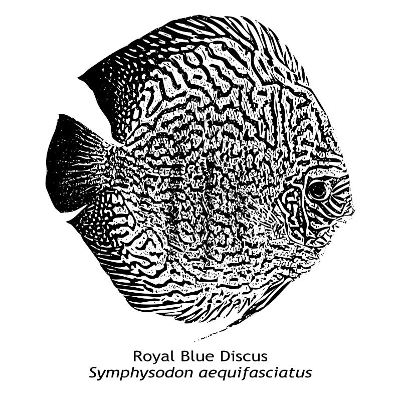 Diskus Royal Blue Wattley Poisson Amazonas Aquarium