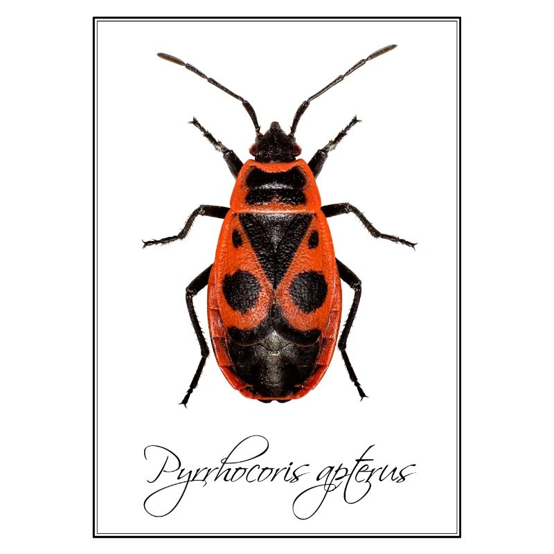 Pyrrhocoris apterus