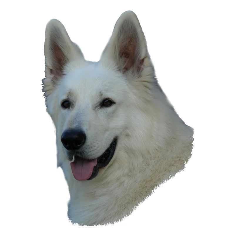 White German Shepherd head