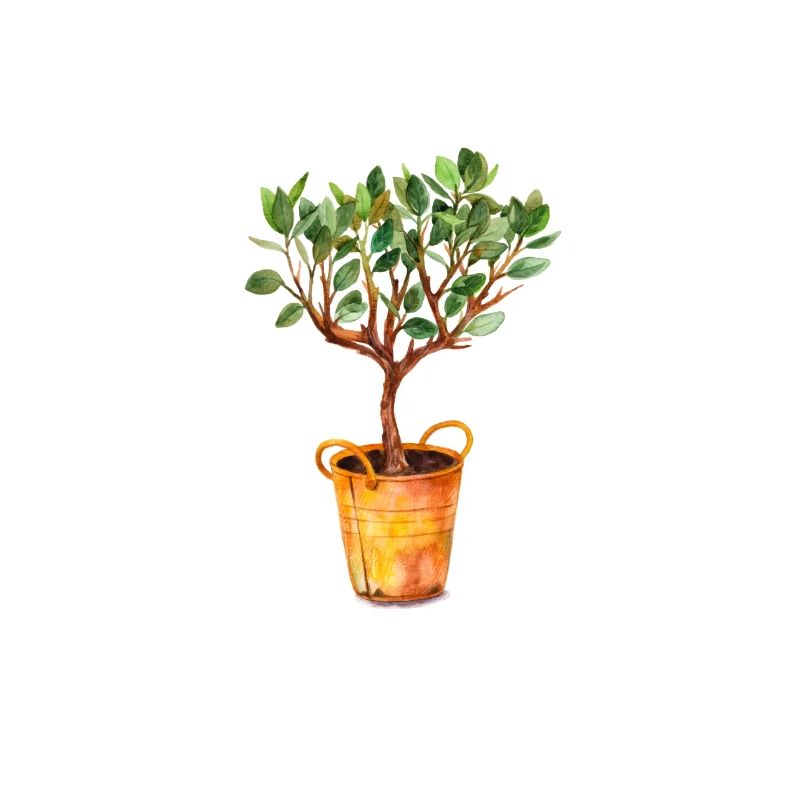 GROW BETTER