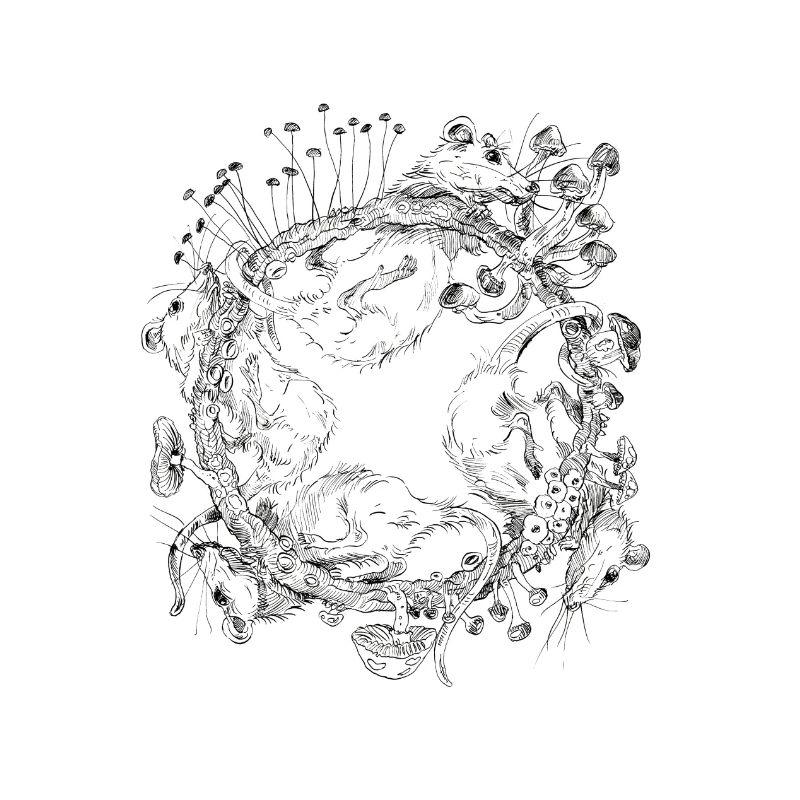 course de rat / course de rat / champignons