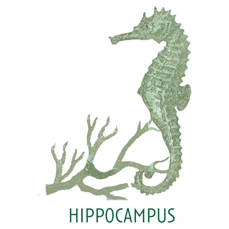 Hyppocampus