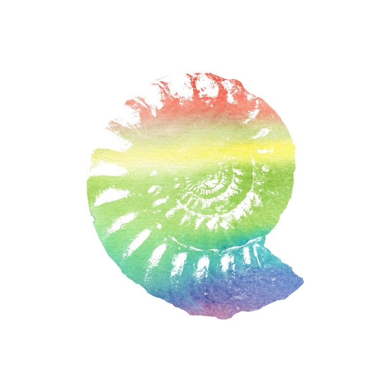 Fossil ammonite in rainbow colored gift