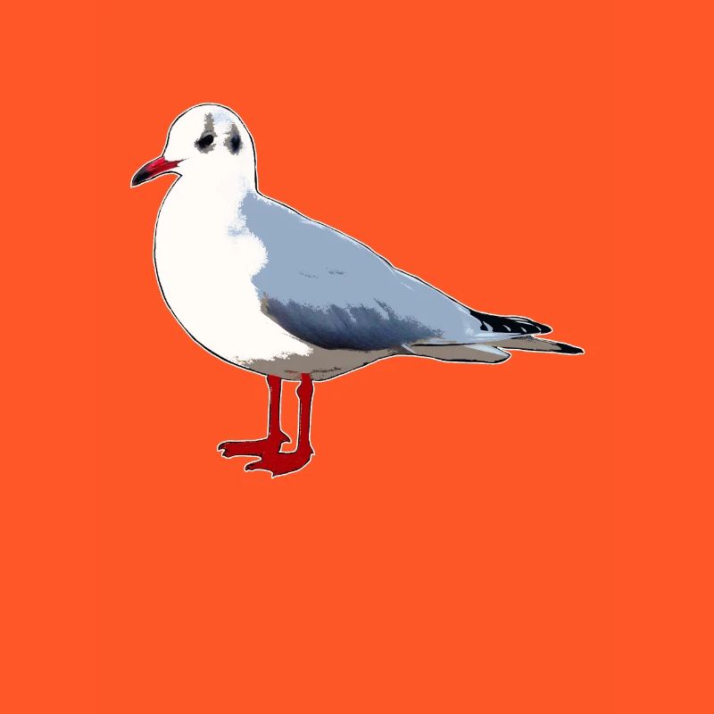 Möwe