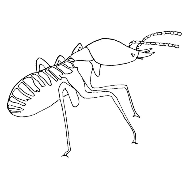 Termite Soldier