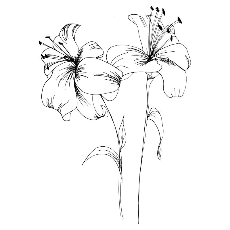 Lily