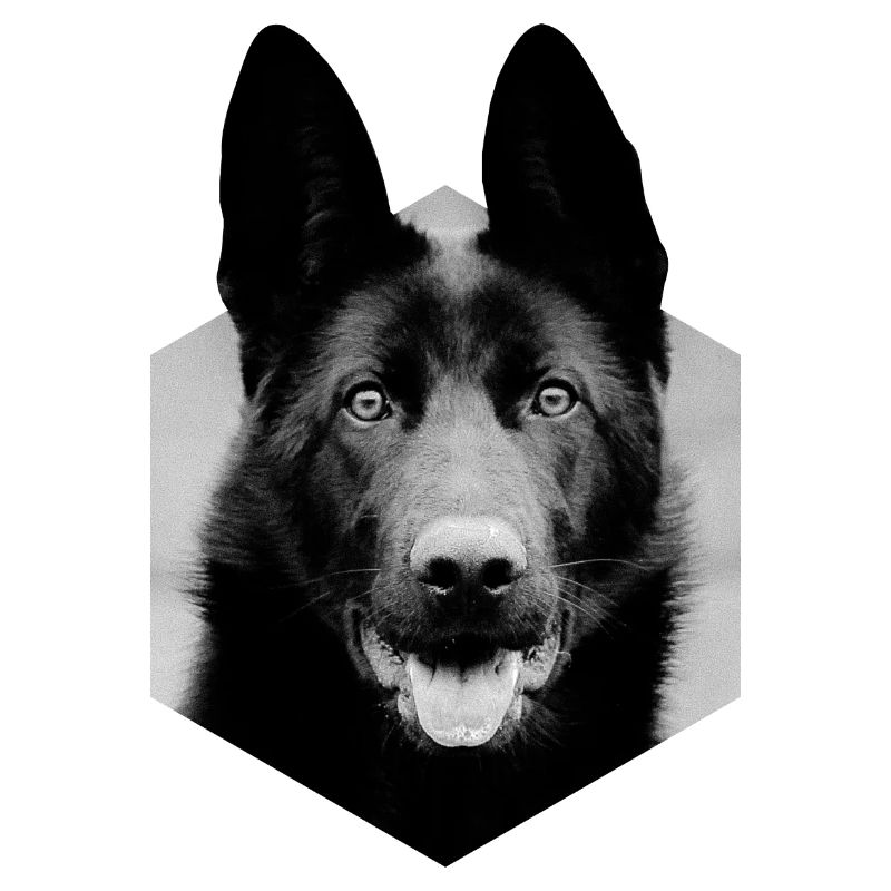 German shepherd