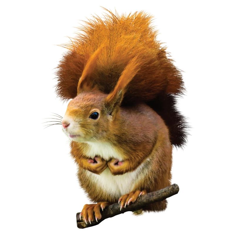 Écureuil Mignon mignon mignon mignon cool drollige amusant
