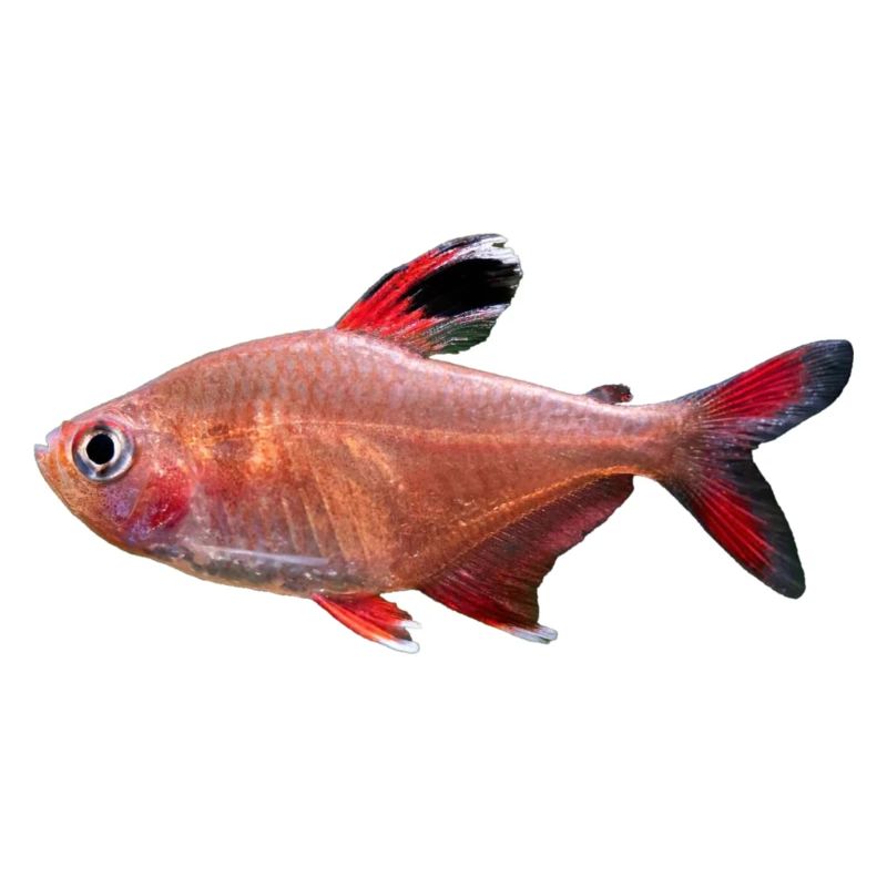 Bystrzyk ozdobny, Hyphessobrycon bentosi , ryba