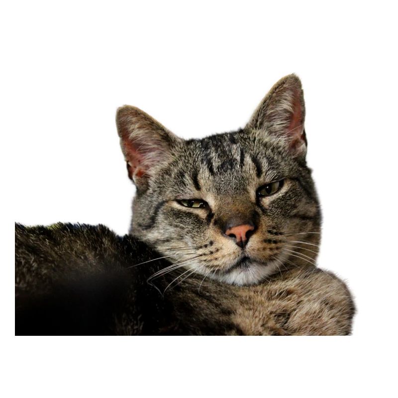 Cat Kitten