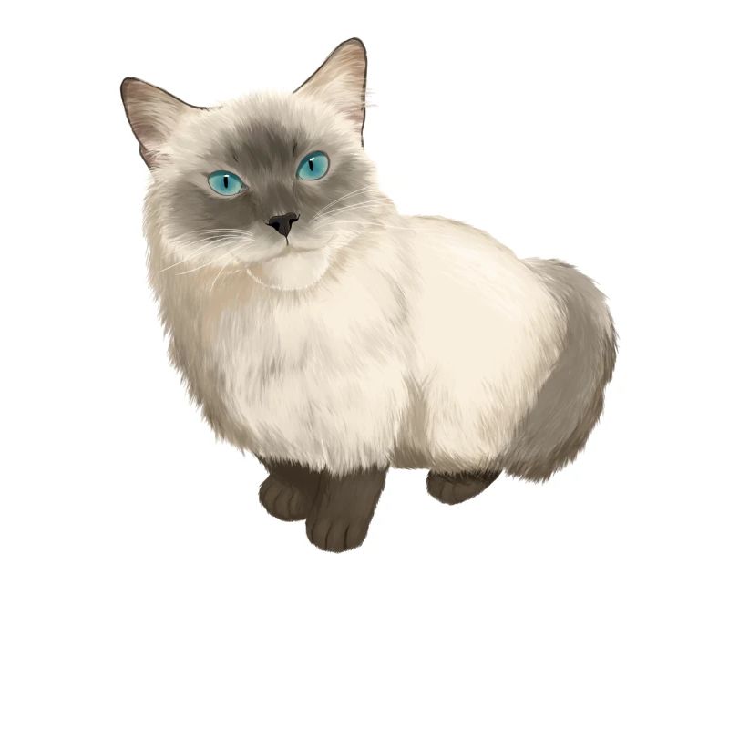 Ragdoll Katze