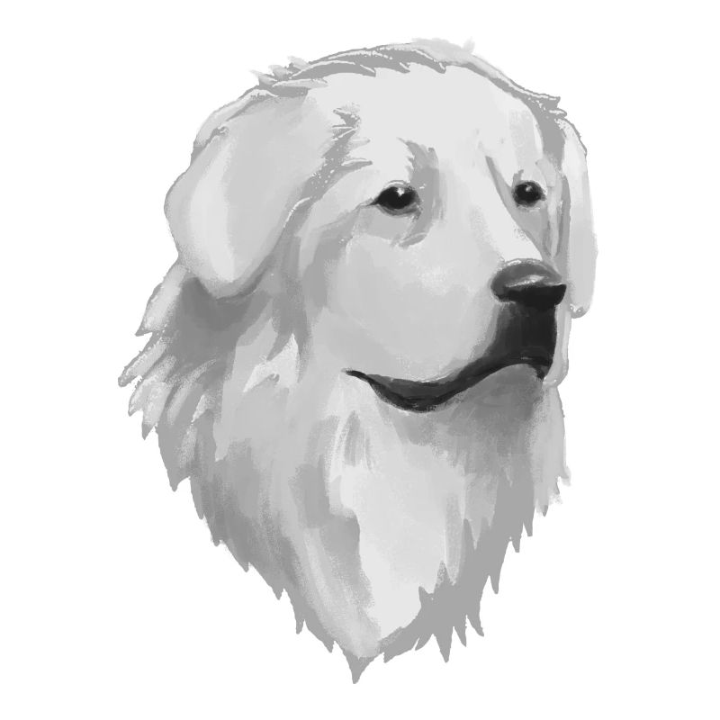 Great Pyrenees Dog