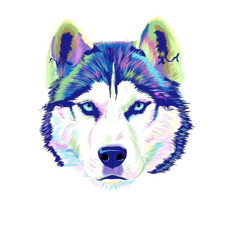 Splash Siberian Husky Hund