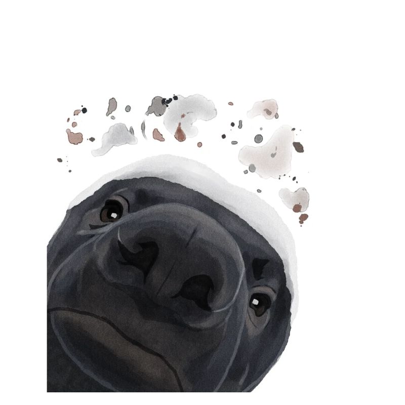 Curious Honey Badger
