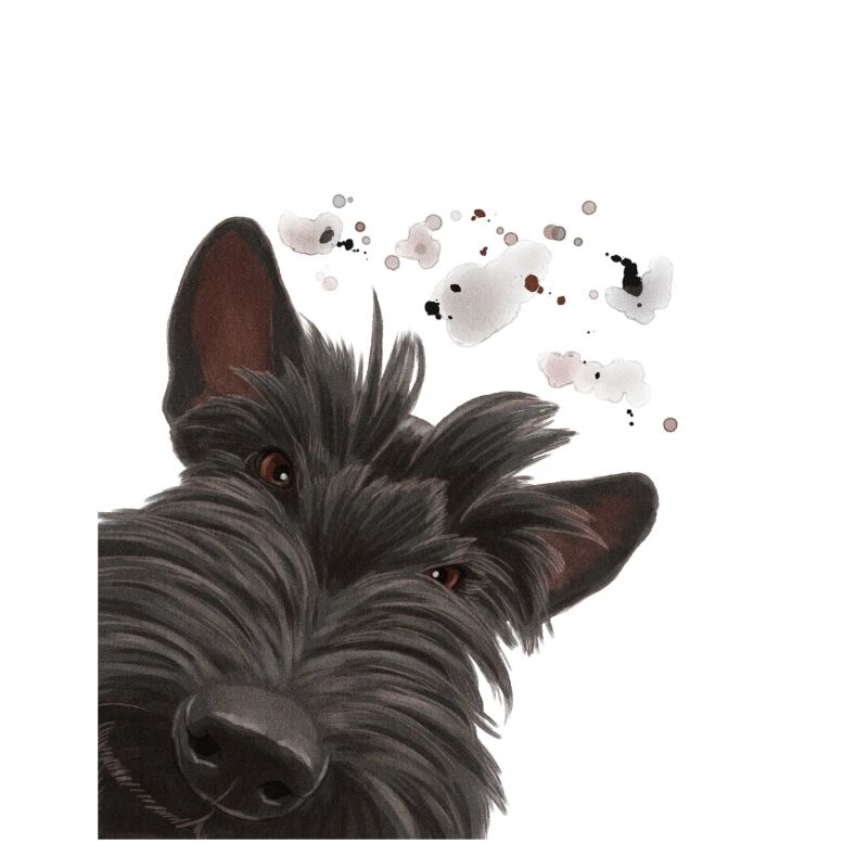 Curieux Scottish Terrier chien