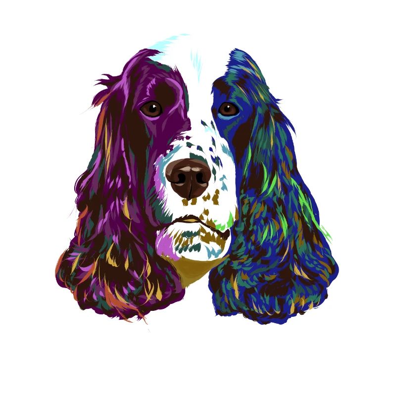 Splash English Cocker Spaniel chien