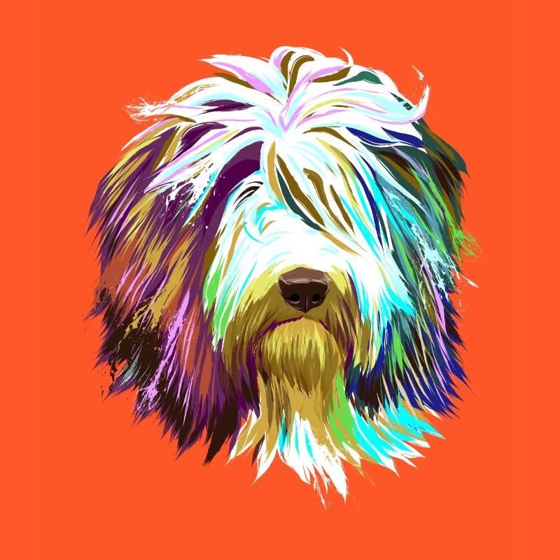 Splash Bearded Collie Dog