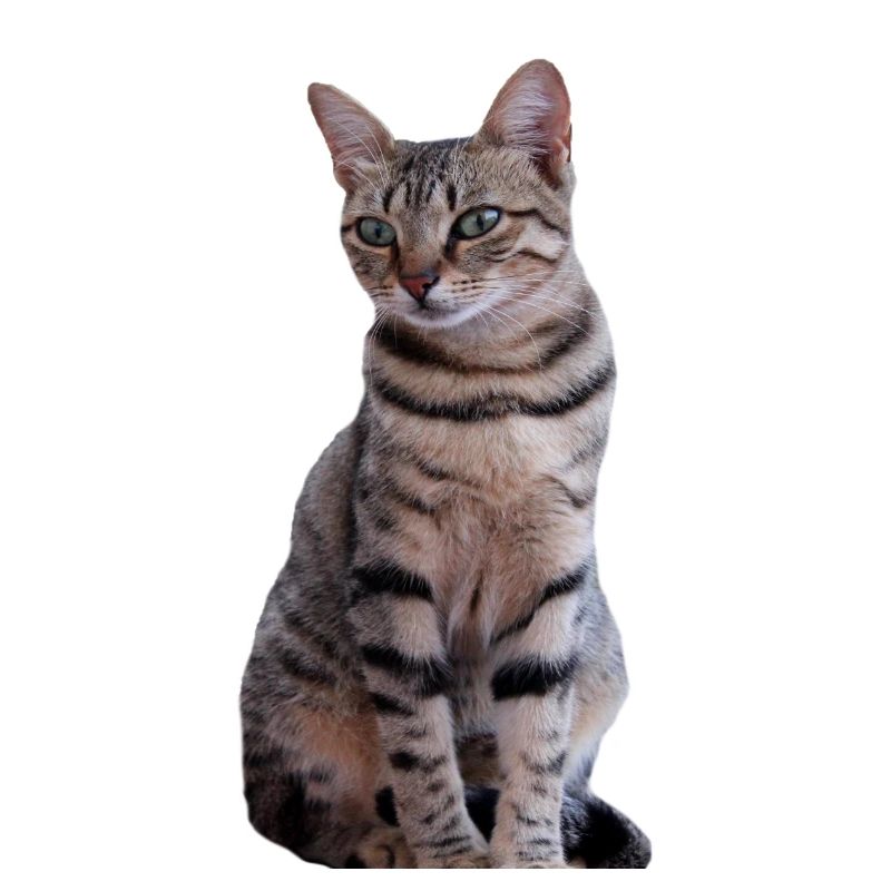 Chat chat noir chaton
