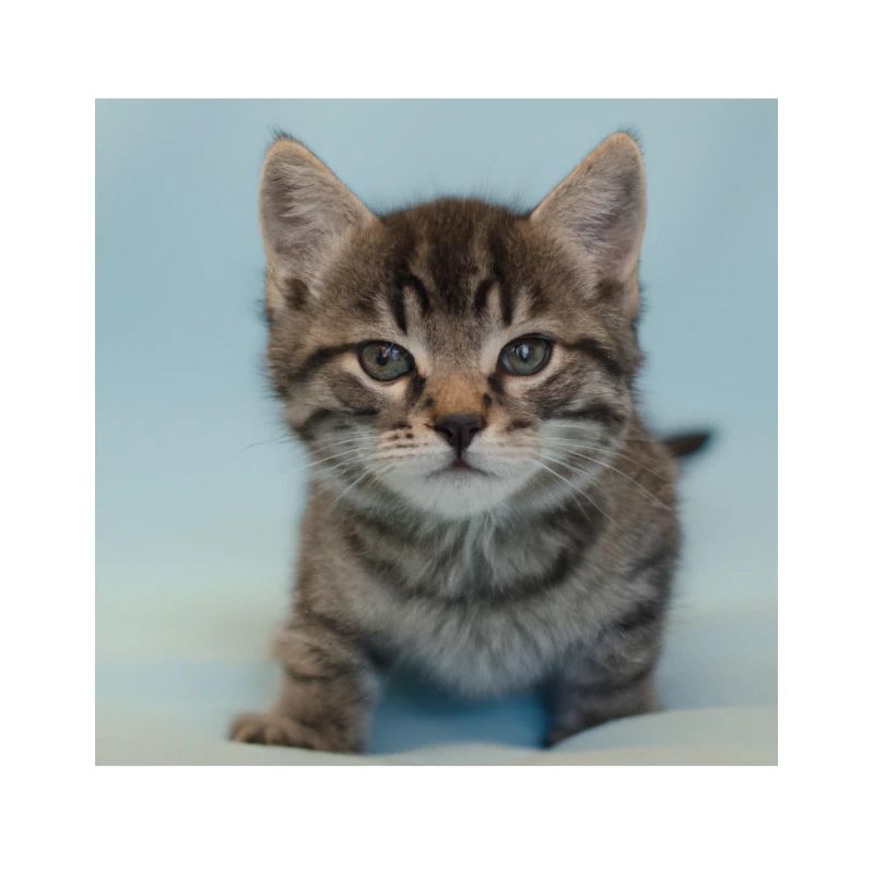 Drôle de chat