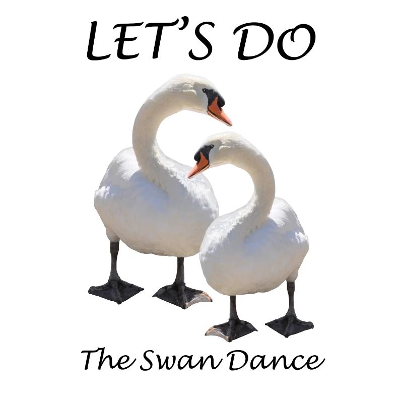 Swan