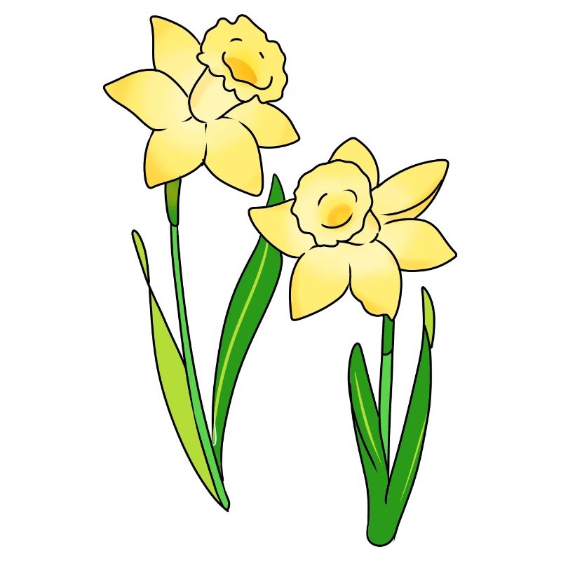 daffodils