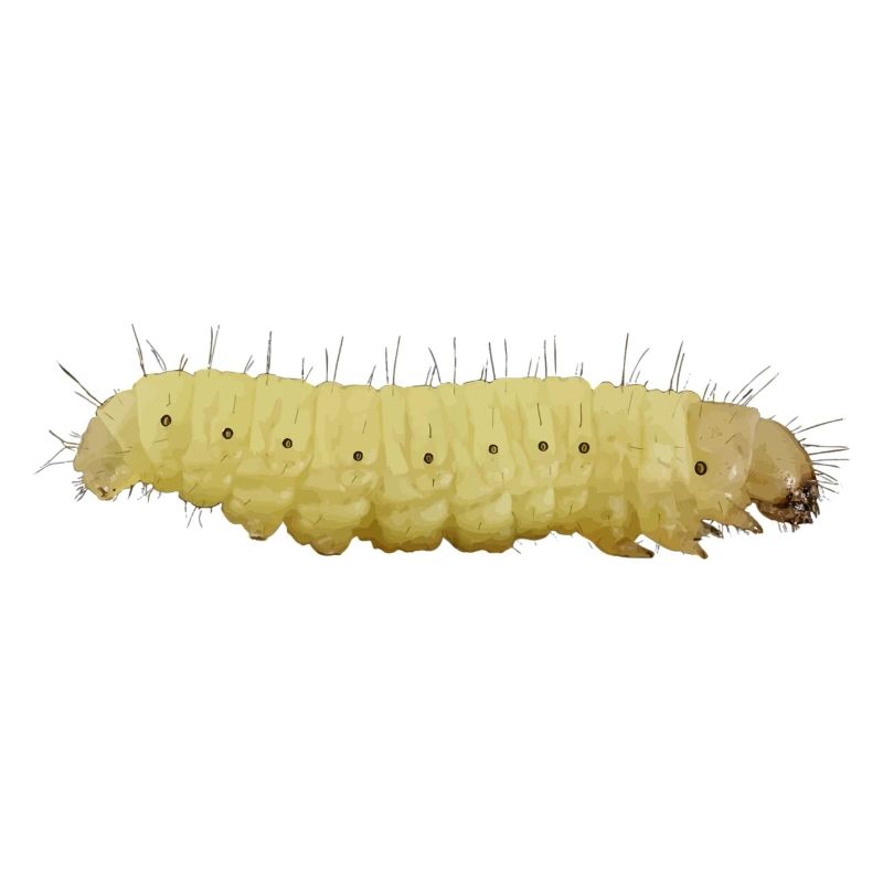 chenille