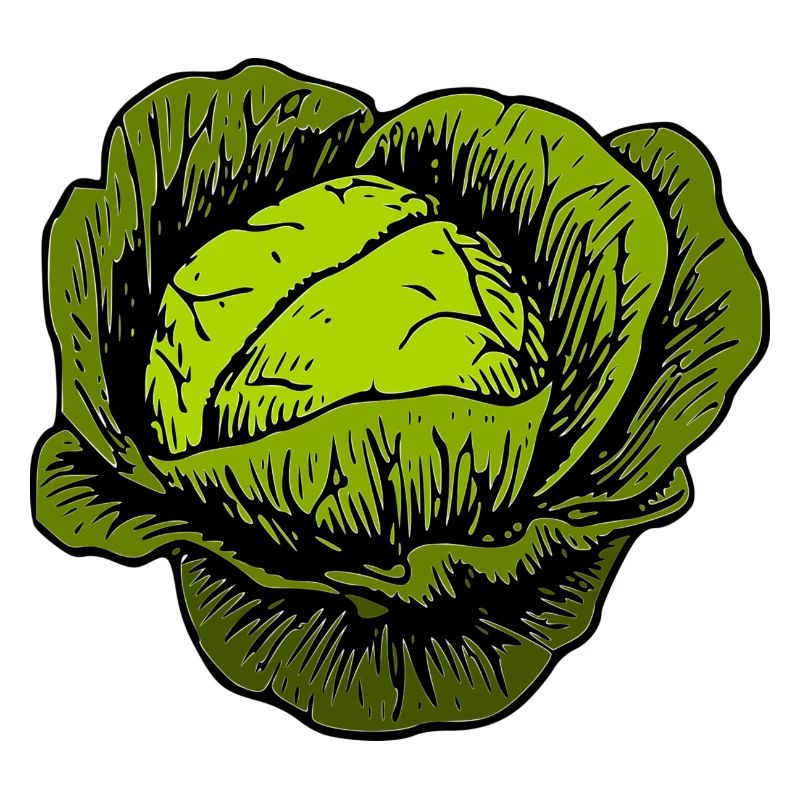 cabbage