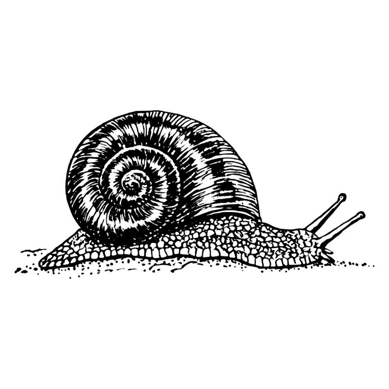 escargot noir et withe